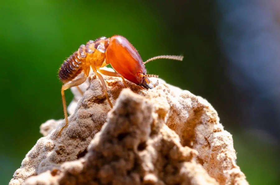 Close-up of a termite