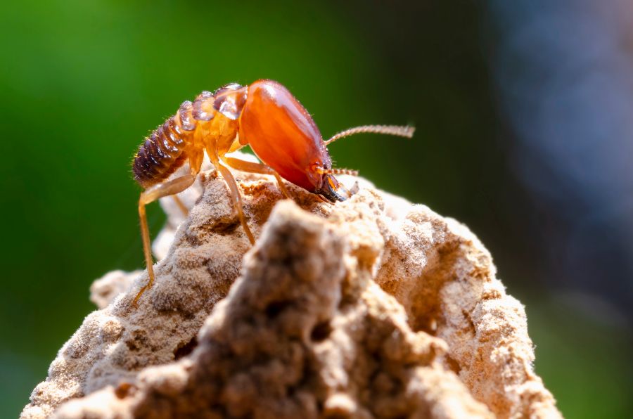 wood destroying insect inspection in Austiin