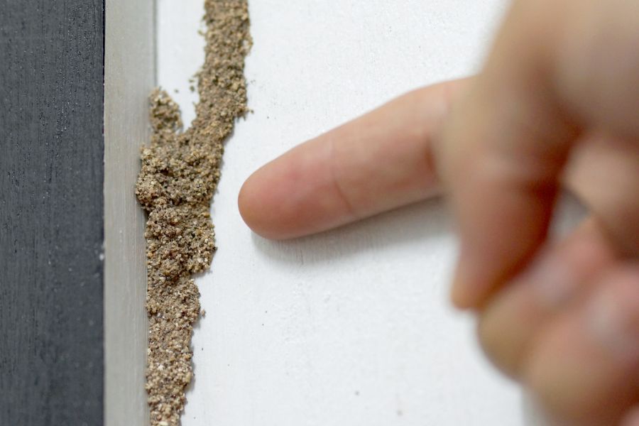 termite-tube-inspection-find-in-Austin-TX