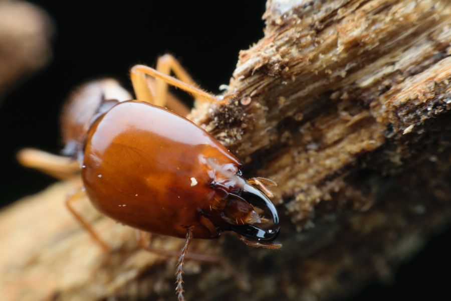 Close-up of a termite on wood