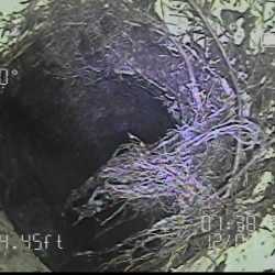 Tree roots in Leander sewer scope inspection