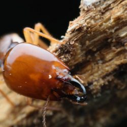 termite-found-in-inspection-leander